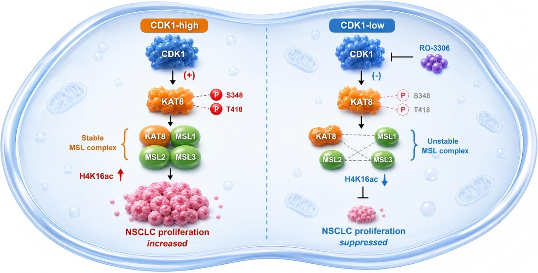 //pub.mdpi-res.com/cells/cells-15-00897/article_deploy/html/images/cells-15-00897-ag.png?1782282587